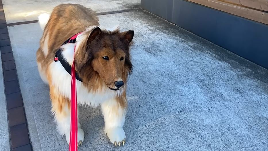 Hombre En Jap N Se Convierte En Perro Con Disfraz De 14 000   Japanese Man Dog.JPG